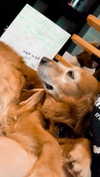 analuvillarreal Altpins Profile Picture