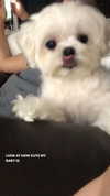 allissashin Altpins Profile Picture