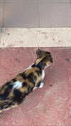 babynympho_archive Altpins Profile Picture