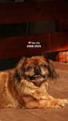roni_ackerman Altpins Profile Picture