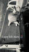chris_fucking_wild Altpins Profile Picture