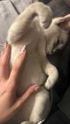 avestanova Altpins Profile Picture