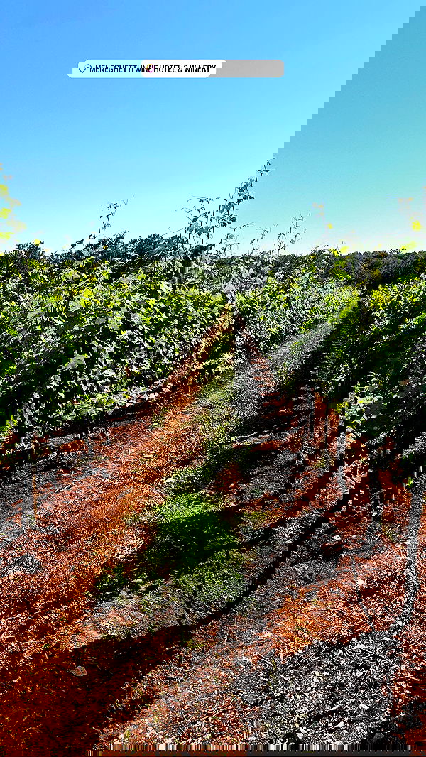 taylor.creeden taylor.creeden archive image