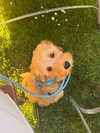 sophiecharlotth Altpins Profile Picture