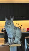 leonanaomii Altpins Profile Picture