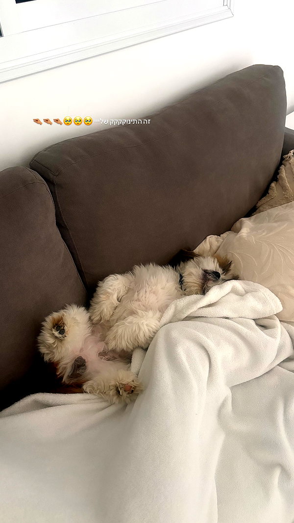 Archived image from @noammalka___ on Instagram