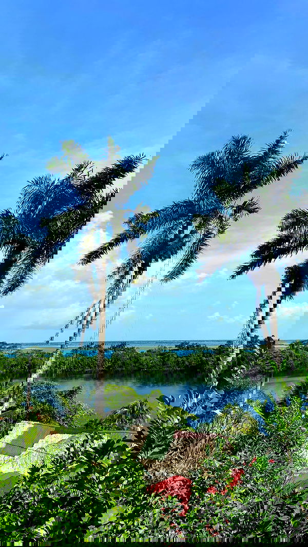 manjolamuriqi manjolamuriqi archive image