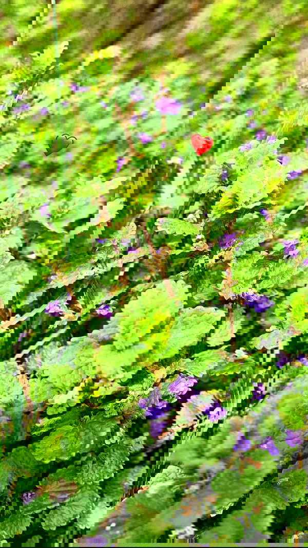 nyityam nyityam archive image