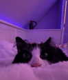 catl0verr69 Altpins Profile Picture