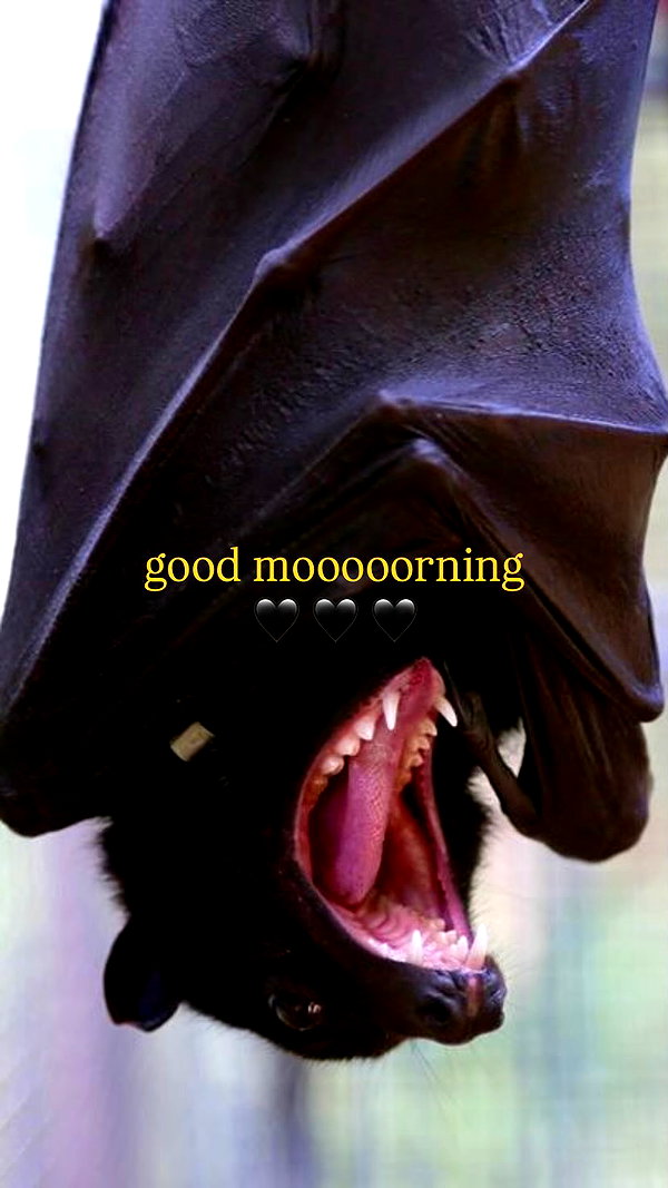 666spicynoodle 666spicynoodle archive image