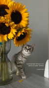 milena_milachich Altpins Profile Picture