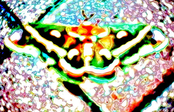 bugz4brainz instagram image archive image