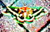 bugz4brainz Altpins Profile Picture