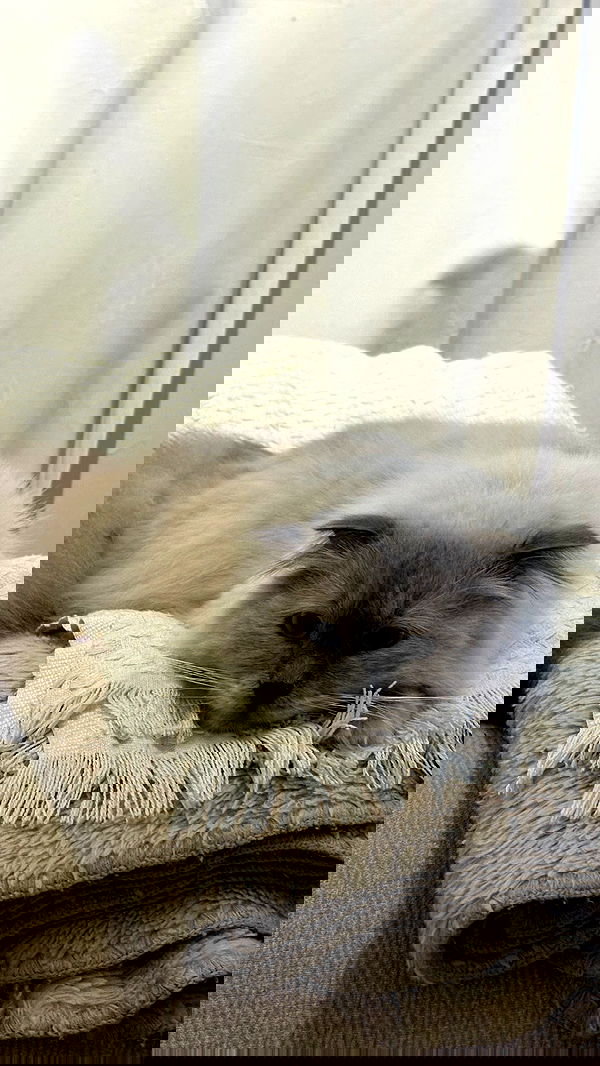 laluzone laluzone archive image