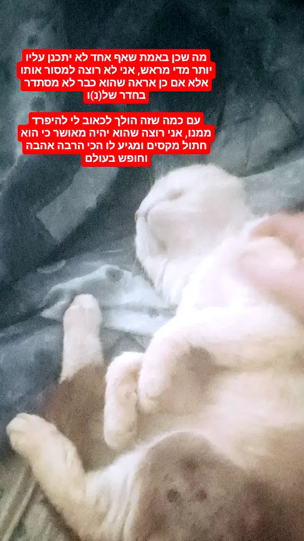 moonyyyya moonyyyya archive image