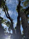 faemargaux Altpins Profile Picture