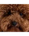 shakira Altpins Profile Picture