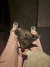 _m_a_y_c_ Altpins Profile Picture