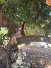 strawberryshanz Altpins Profile Picture