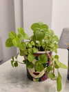 mishell.lindaflor Altpins Profile Picture