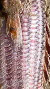 babynympho_archive Altpins Profile Picture