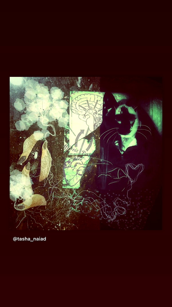 amanitalis instagram image archive image