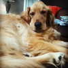 livvydunne Altpins Profile Picture