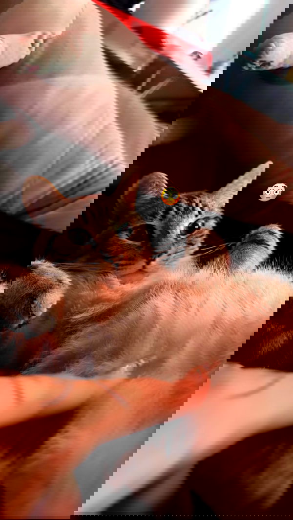 suikomuu suikomuu archive image