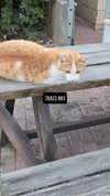 avital_1010.2003 Altpins Profile Picture