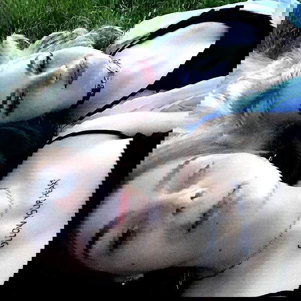 annfigmax image ~ Altpins