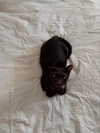 maori_cohen Altpins Profile Picture