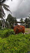 amatveyko Altpins Profile Picture