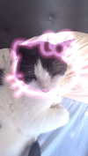 babynympho_archive Altpins Profile Picture