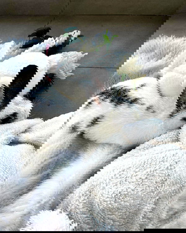 naia_gg naia_gg archive image