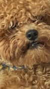 violetpau_ Altpins Profile Picture