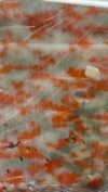 babynympho_archive Altpins Profile Picture