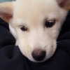 daxbin Altpins Profile Picture