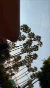 elizabethcampbelljones Altpins Profile Picture