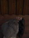 zoeliss Altpins Profile Picture