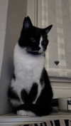 rott3nbambi Altpins Profile Picture
