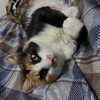 nishymoon_ Altpins Profile Picture