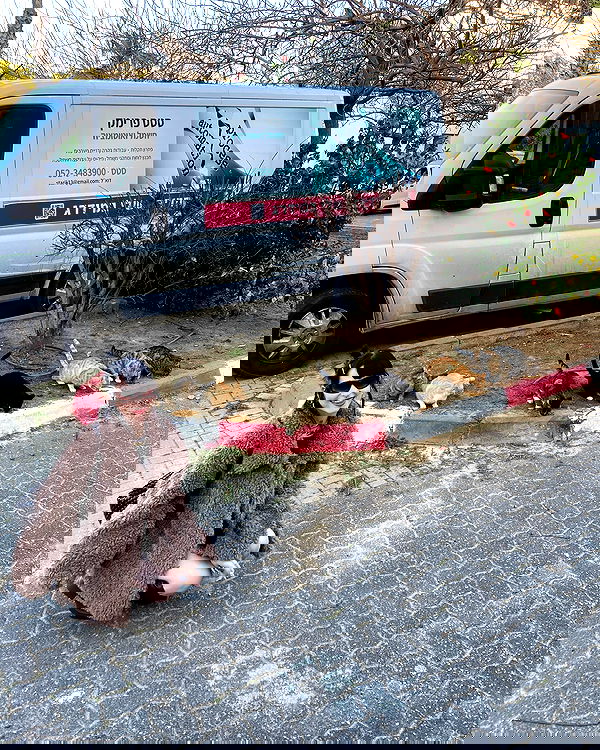 strawberryshanz strawberryshanz archive image