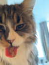 silkton Altpins Profile Picture