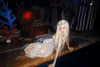 xtina Altpins Profile Picture