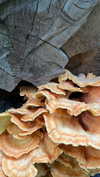 stranstviepera Altpins Profile Picture