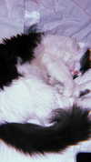 illtilldeath Altpins Profile Picture