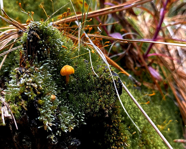 petite.carrot instagram image archive image