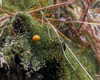petite.carrot Altpins Profile Picture