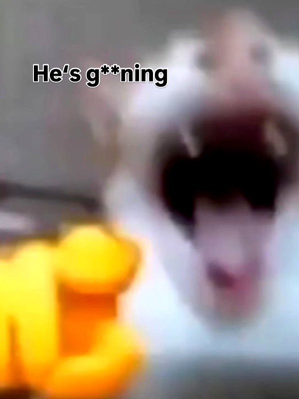 milkibunshehe instagram image archive image