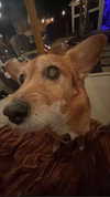bat.wiings Altpins Profile Picture